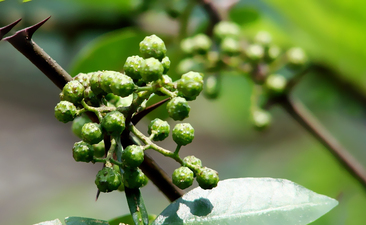 如何鑒定藤椒油是否天然純正?